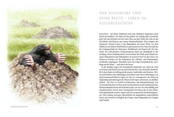 Produktbild: Sommerwiese
