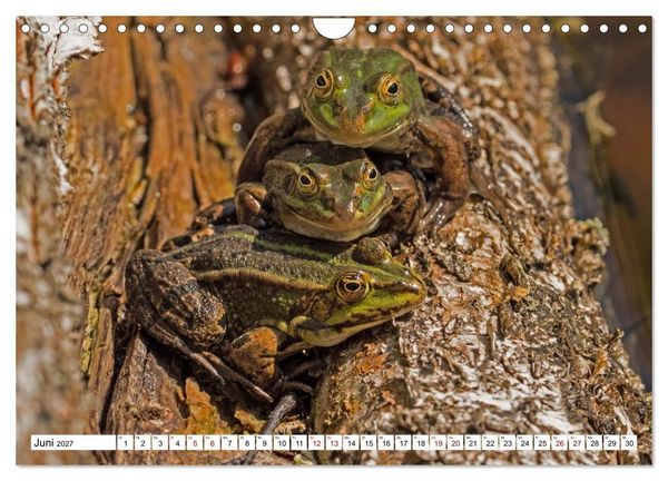 Produktbild: Das Schwenninger Moos - ein vielseitiger Lebensraum (Wandkalender 2027 DIN A4 quer), CALVENDO Monatskalender