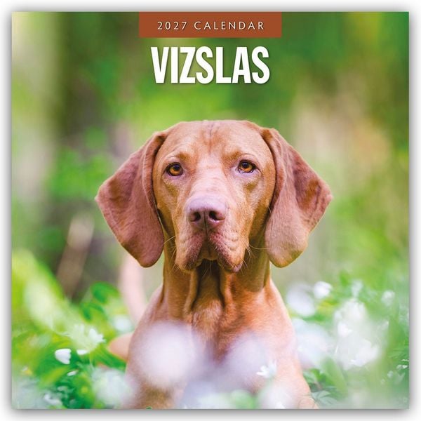 Produktbild: Vizslas &ndash; Magyar Vizsla &ndash; Kurzhaariger Ungarischer Vorstehhund 2027 &ndash; 16-Monatskalender