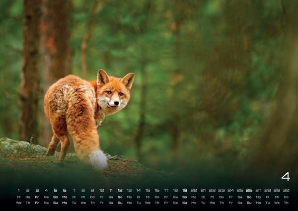 Produktbild: Waldtiere - Heimische Waldbewohner - Der Tierkalender - 2026 - Kalender DIN A2