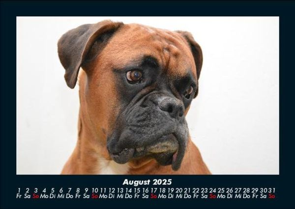 Produktbild: Tierkalender 2025 Fotokalender DIN A5