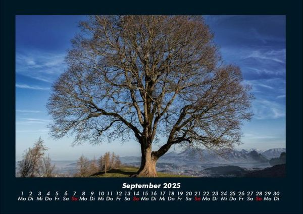Produktbild: B&auml;ume 2025 Fotokalender DIN A4