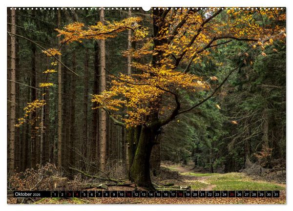 Produktbild: Arnsberger Wald (hochwertiger Premium Wandkalender 2026 DIN A2 quer), Kunstdruck in Hochglanz