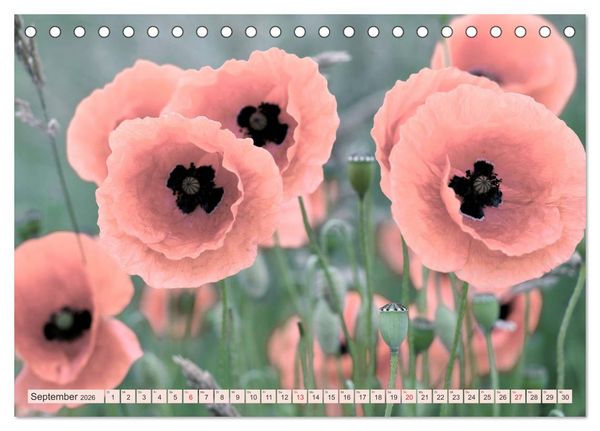 Produktbild: Mohnblumen - Fotografie mit Magie (Tischkalender 2026 DIN A5 quer), CALVENDO Monatskalender