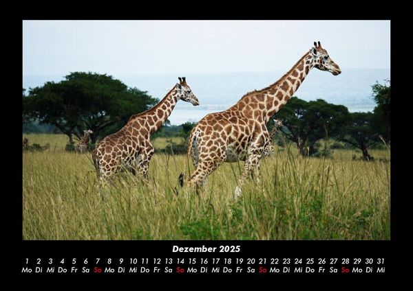 Produktbild: Giraffen 2025 Fotokalender DIN A3