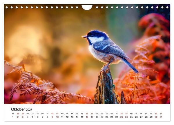 Produktbild: Federleicht - Das geheime Leben der Meisen (Wandkalender 2027 DIN A4 quer), CALVENDO Monatskalender
