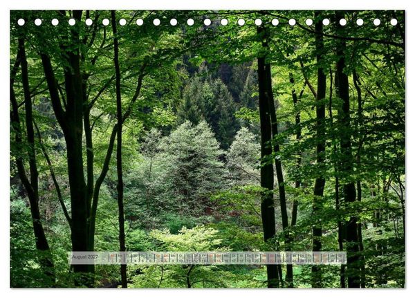 Produktbild: Wald im Bergischen Land 2027 (Tischkalender 2027 DIN A5 quer), CALVENDO Monatskalender