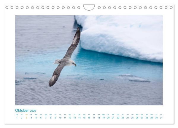 Produktbild: Spitzbergen - Landschaft - Eis - Tierwelt (Wandkalender 2026 DIN A4 quer), CALVENDO Monatskalender