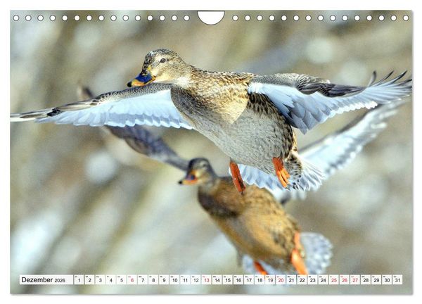 Produktbild: Enten. Bezaubernde und beliebte Schwimmer (Wandkalender 2026 DIN A4 quer), CALVENDO Monatskalender