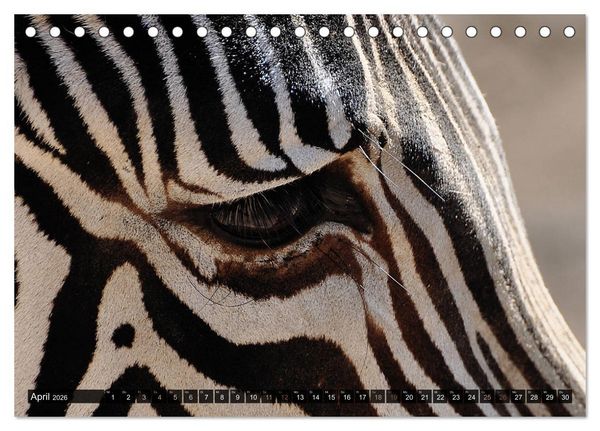 Produktbild: Wilde Tiere - Die sch&ouml;nsten Portraits (Tischkalender 2026 DIN A5 quer), CALVENDO Monatskalender