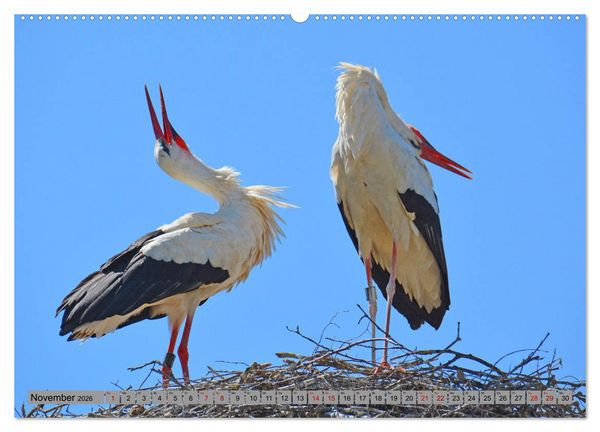 Produktbild: Zu Gast bei Familie Storch (Wandkalender 2026 DIN A2 quer), CALVENDO Monatskalender