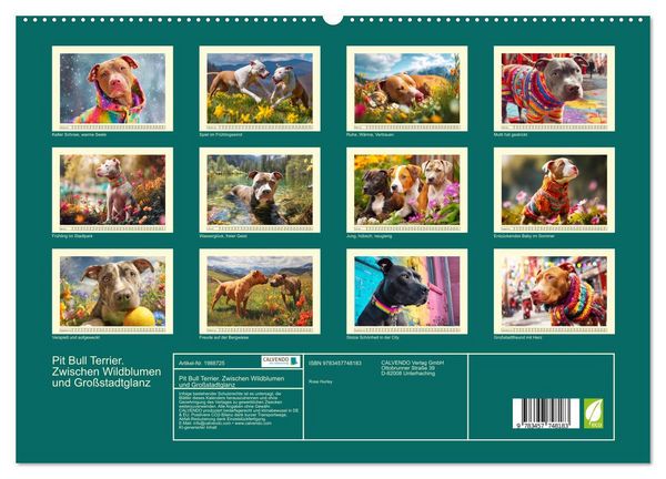 Produktbild: Pit Bull Terrier. Zwischen Wildblumen und Gro&szlig;stadtglanz (hochwertiger Premium Wandkalender 2026 DIN A2 quer), Kunstdruck in Hochglanz