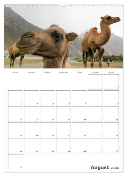Produktbild: Kamel Portr&auml;t (hochwertiger Premium Wandkalender 2026 DIN A2 hoch), Kunstdruck in Hochglanz