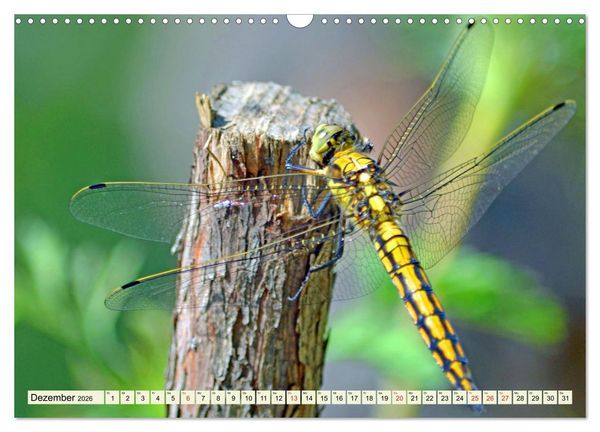 Produktbild: Farbenpracht der Insekten (Wandkalender 2026 DIN A3 quer), CALVENDO Monatskalender
