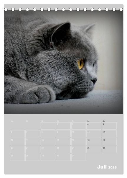 Produktbild: Graue Engel - Britischkurzhaar-Katzen (Tischkalender 2026 DIN A5 hoch), CALVENDO Monatskalender