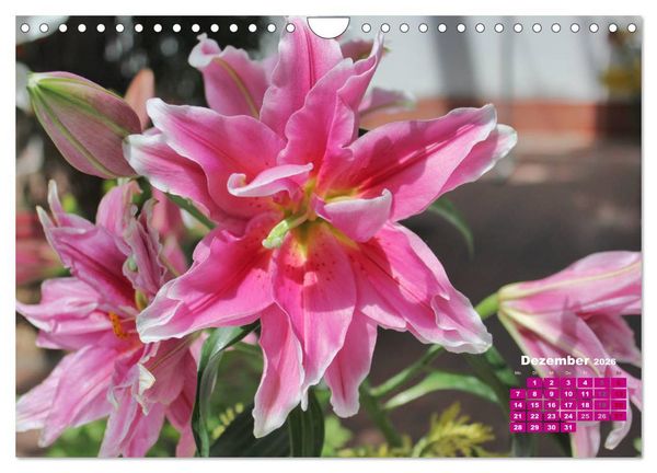 Produktbild: Lilien (Lilium) (Wandkalender 2026 DIN A4 quer), CALVENDO Monatskalender