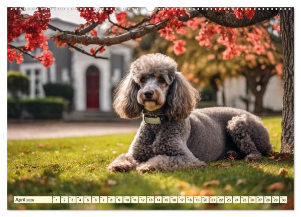 Produktbild: Pudel in allen Farben und Gr&ouml;&szlig;en (hochwertiger Premium Wandkalender 2026 DIN A2 quer), Kunstdruck in Hochglanz