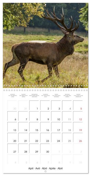 Produktbild: Aux bois des cerfs (Calendrier mural carr&eacute; 2026 30x30 cm) Calendrier double avec une page pour vos prises de notes