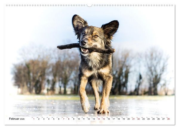 Produktbild: Ein Hundejahr in Bildern (hochwertiger Premium Wandkalender 2026 DIN A2 quer), Kunstdruck in Hochglanz