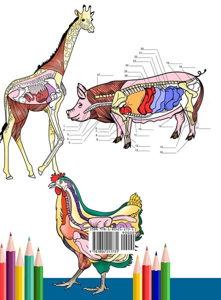 Produktbild: Tier&auml;rztliches Anatomie-Arbeitsbuch zum Ausmalen