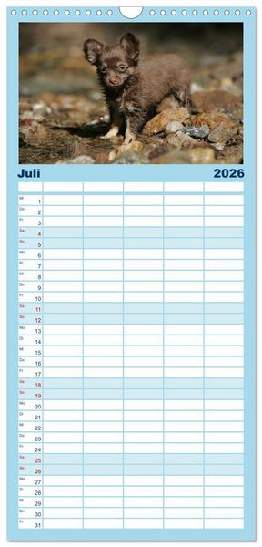 Produktbild: Familienplaner 2026 - Chihuahuas - kleine Herzensbrecher mit 5 Spalten (Wandkalender, 21 x 45 cm) CALVENDO
