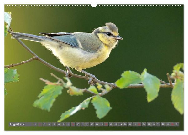 Produktbild: INNE BOTANIK - V&ouml;gel im Ruhrpott (hochwertiger Premium Wandkalender 2026 DIN A2 quer), Kunstdruck in Hochglanz