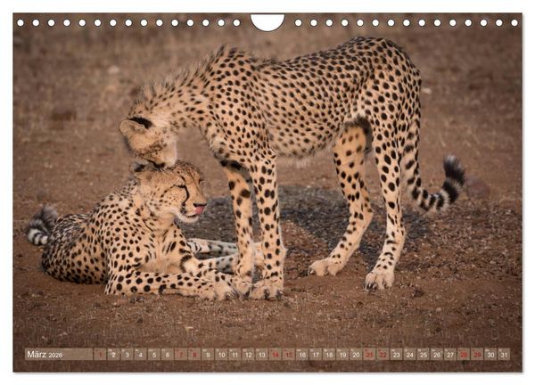 Produktbild: Geparden - Die Sch&ouml;nheiten Afrikas (Wandkalender 2026 DIN A4 quer), CALVENDO Monatskalender