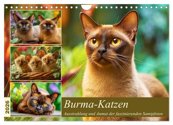 Burma-Katzen. Ausstrahlung und Anmut der faszinierenden Samtpfoten (Wandkalender 2026 DIN A4 quer), CALVENDO Monatskalender