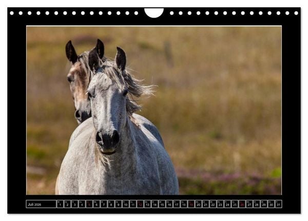 Produktbild: Connemara - Irlands wilder Westen (Wandkalender 2026 DIN A4 quer), CALVENDO Monatskalender