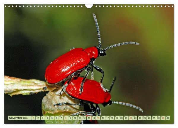 Produktbild: Farbenpracht der Insekten (Wandkalender 2026 DIN A3 quer), CALVENDO Monatskalender