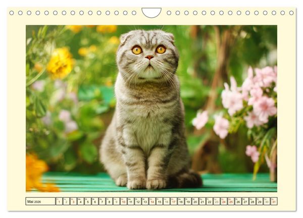 Produktbild: Scottish Fold. Zauberhafte Faltohrkatzen im Garten (Wandkalender 2026 DIN A4 quer), CALVENDO Monatskalender