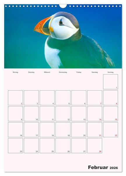Produktbild: Papageitaucher Monatsplaner (Wandkalender 2026 DIN A3 hoch), CALVENDO Monatskalender