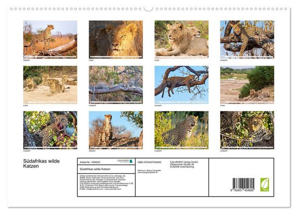Produktbild: S&uuml;dafrikas wilde Katzen (hochwertiger Premium Wandkalender 2026 DIN A2 quer), Kunstdruck in Hochglanz