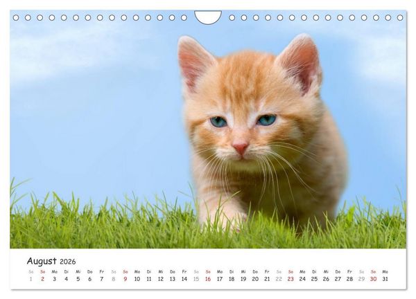 Produktbild: K&auml;tzchen 2026 (Wandkalender 2026 DIN A4 quer), CALVENDO Monatskalender