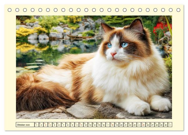 Produktbild: Liebliche Ragdolls. Katzen-Sch&ouml;nheiten in ihrer gr&uuml;nen Oase (Tischkalender 2026 DIN A5 quer), CALVENDO Monatskalender