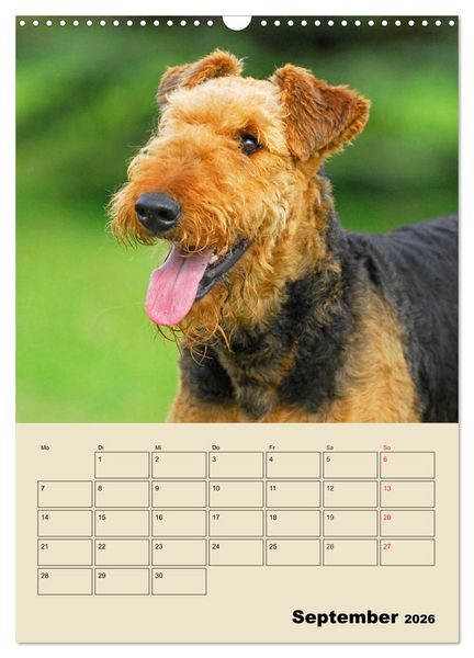 Produktbild: Airedale Terrier - Temperament auf 4 Pfoten (Wandkalender 2026 DIN A3 hoch), CALVENDO Monatskalender
