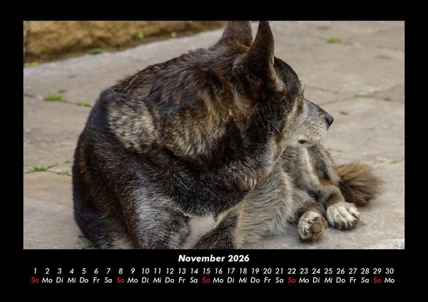 Produktbild: Der Hundekalender 2026 Fotokalender DIN A3