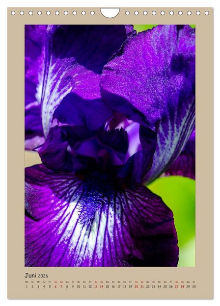 Produktbild: Zauberhafte Iris (Wandkalender 2026 DIN A4 hoch), CALVENDO Monatskalender