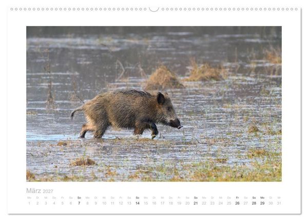 Produktbild: Wildschweine &ndash; Wildlife Fotografien (Wandkalender 2027 DIN A2 quer), CALVENDO Monatskalender
