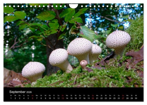 Produktbild: Pilze (Wandkalender 2026 DIN A4 quer), CALVENDO Monatskalender