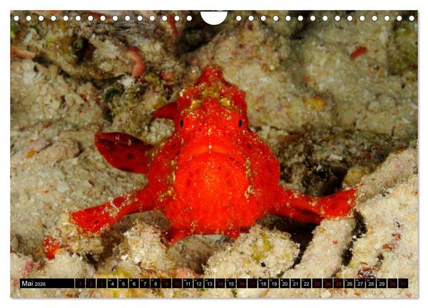 Produktbild: Raja Ampat - Faszinierende Unterwasserwelt (Wandkalender 2026 DIN A4 quer), CALVENDO Monatskalender