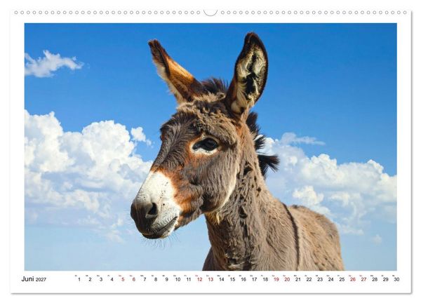 Produktbild: Kleine und gro&szlig;e Eselein (Wandkalender 2027 DIN A2 quer), CALVENDO Monatskalender