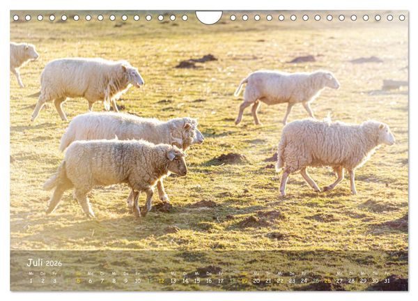 Produktbild: Zauberhaftes Norderstedt (Wandkalender 2026 DIN A4 quer), CALVENDO Monatskalender