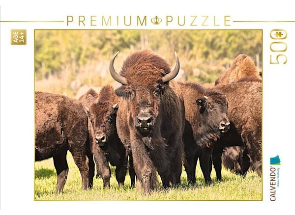 CALVENDO Puzzle Bisons in Manitoba | 500 Teile Lege-Größe 48 × 36 cm Foto-Puzzle für Erwachsene