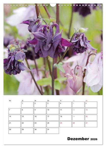 Produktbild: Zauberhafte Akeleien (Wandkalender 2026 DIN A3 hoch), CALVENDO Monatskalender
