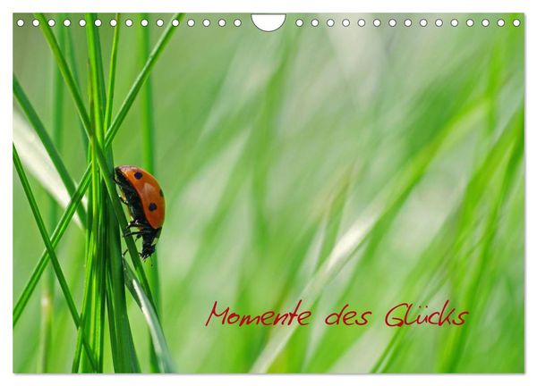 Produktbild: Momente des Gl&uuml;cks (Wandkalender 2026 DIN A4 quer), CALVENDO Monatskalender