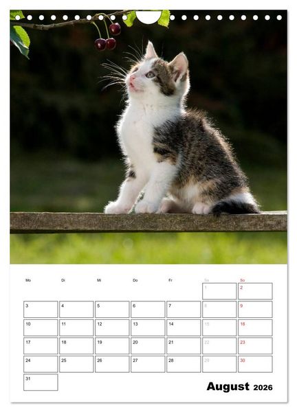 Produktbild: Katzenkinder - Impressionen (Wandkalender 2026 DIN A4 hoch), CALVENDO Monatskalender