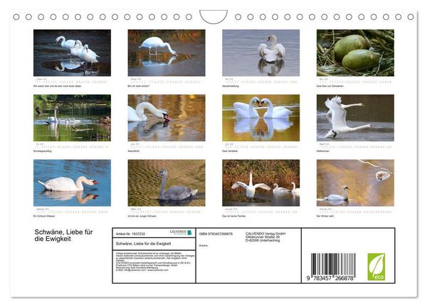 Produktbild: Schw&auml;ne, Liebe f&uuml;r die Ewigkeit (Wandkalender 2026 DIN A4 quer), CALVENDO Monatskalender