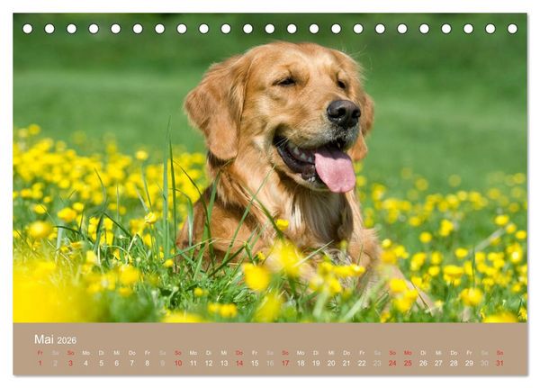 Produktbild: Golden Retriever (Tischkalender 2026 DIN A5 quer), CALVENDO Monatskalender