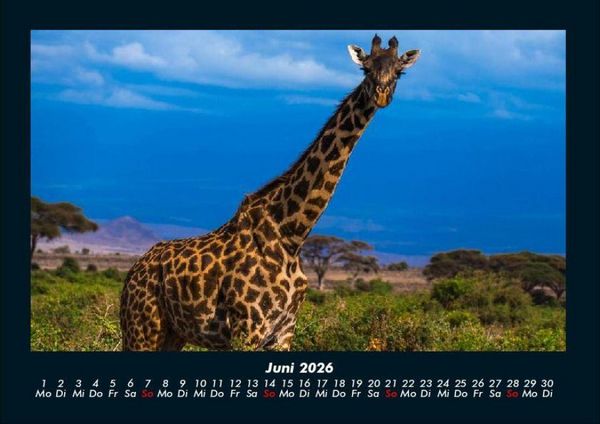 Produktbild: Giraffen 2026 Fotokalender DIN A4